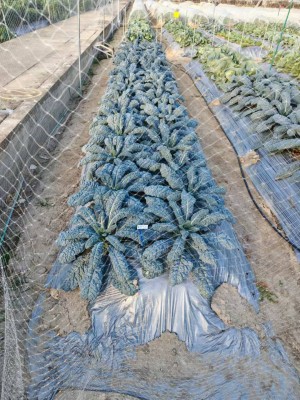 庆元旦 迎新年 专题报道 巧用科技兴产链  生态农业赋新能