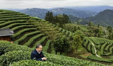 广东电视台播出《国家级中国茶文化首席非遗传承人·中国茶文化研究院院长罗大友在广东考察天子山茶区时呼吁加大无污染、纯绿色的优质茶生产》