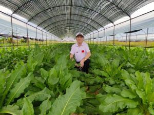 食叶草与小康社会